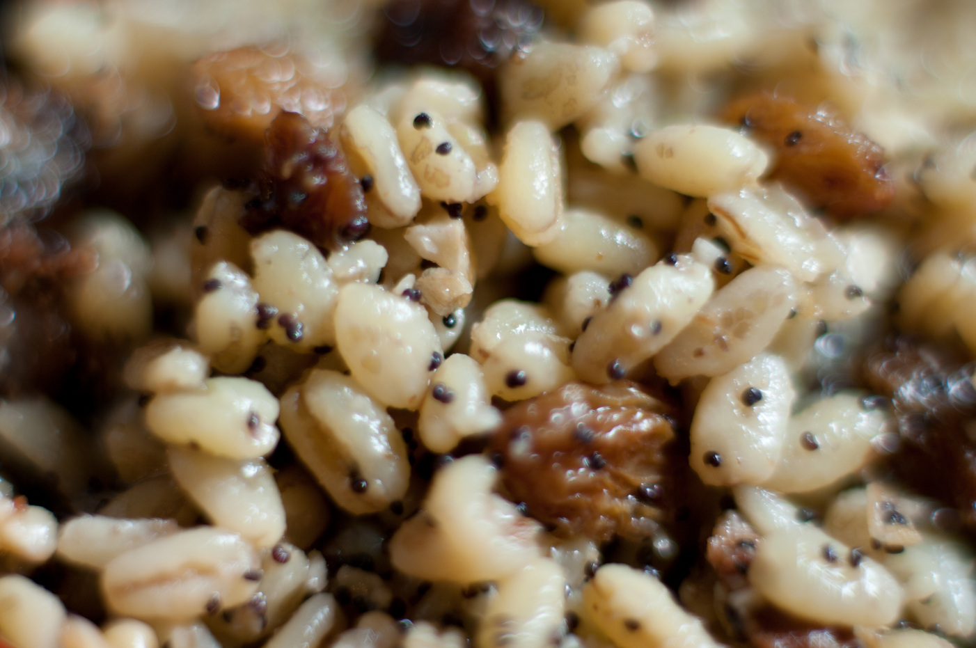 [fr]Kutya[ru]Кутя